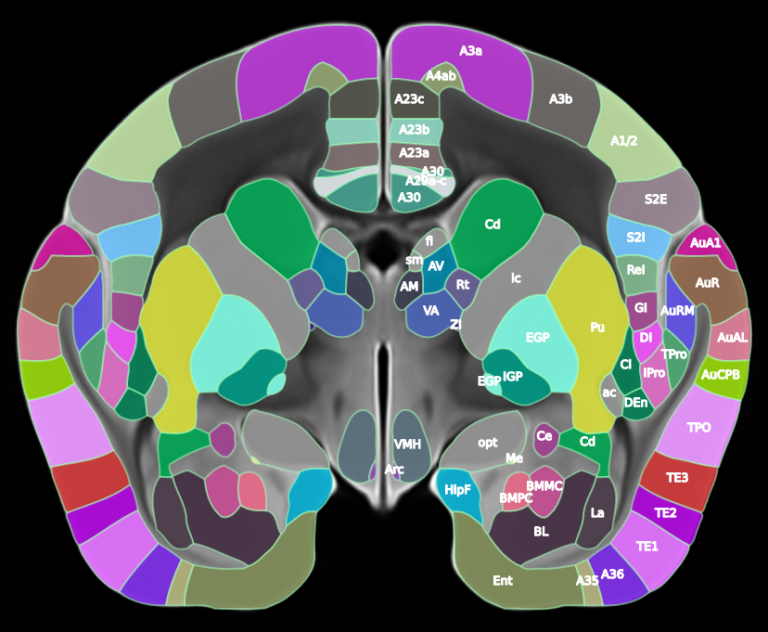 Brain/MINDS marmoset brain atlas with labeled cortical and subcortical regions