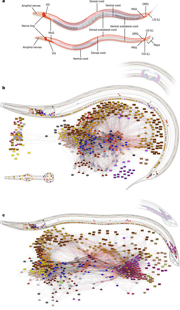 C. elegans neuroanatomy and whole-animal connectivity diagram