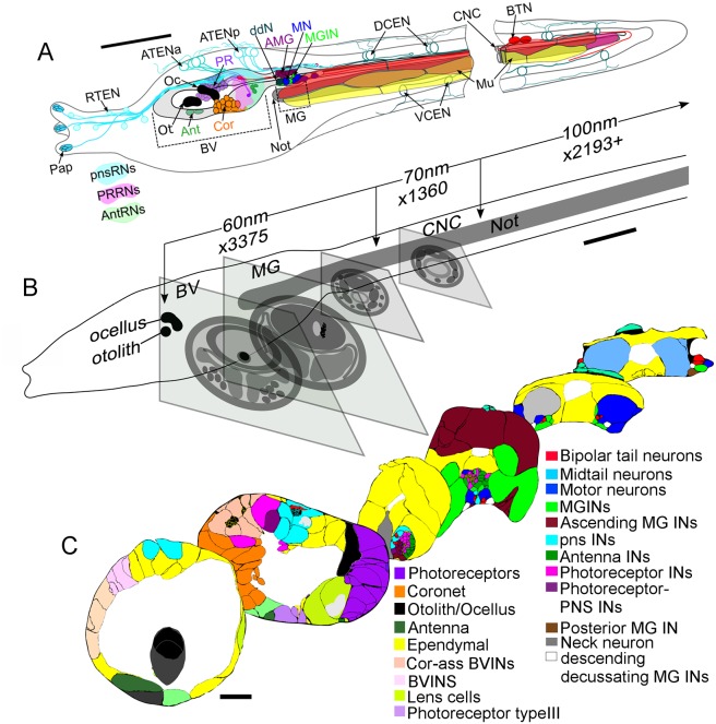Ciona larva nervous system reconstructed from serial electron microscopy