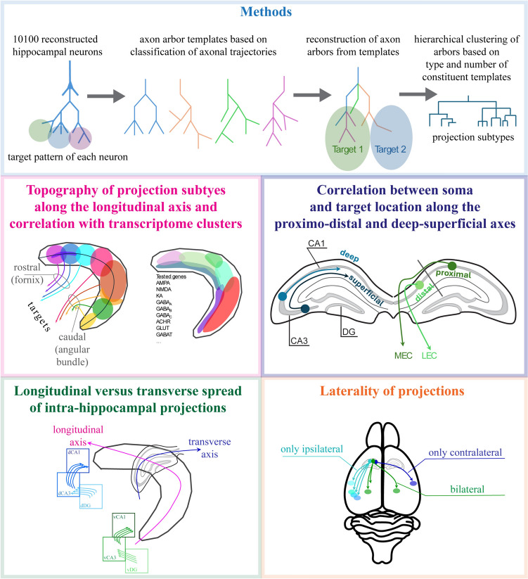 Summary of the Digital Brain hippocampal single-neuron projectome and projection subtypes