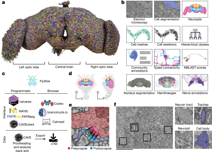 FlyWire whole-brain reconstruction and its electron microscopy, segmentation and analysis layers