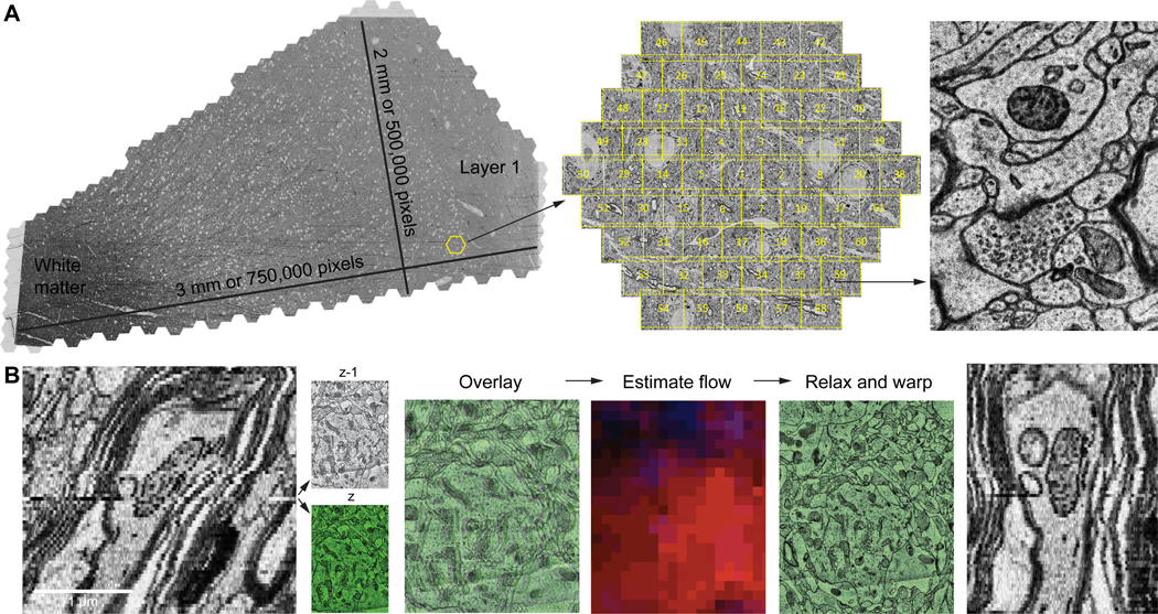 H01 human cortex electron microscopy volume, image tiles and aligned cellular ultrastructure
