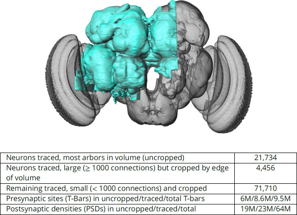Reconstructed hemibrain volume highlighted inside an adult Drosophila brain