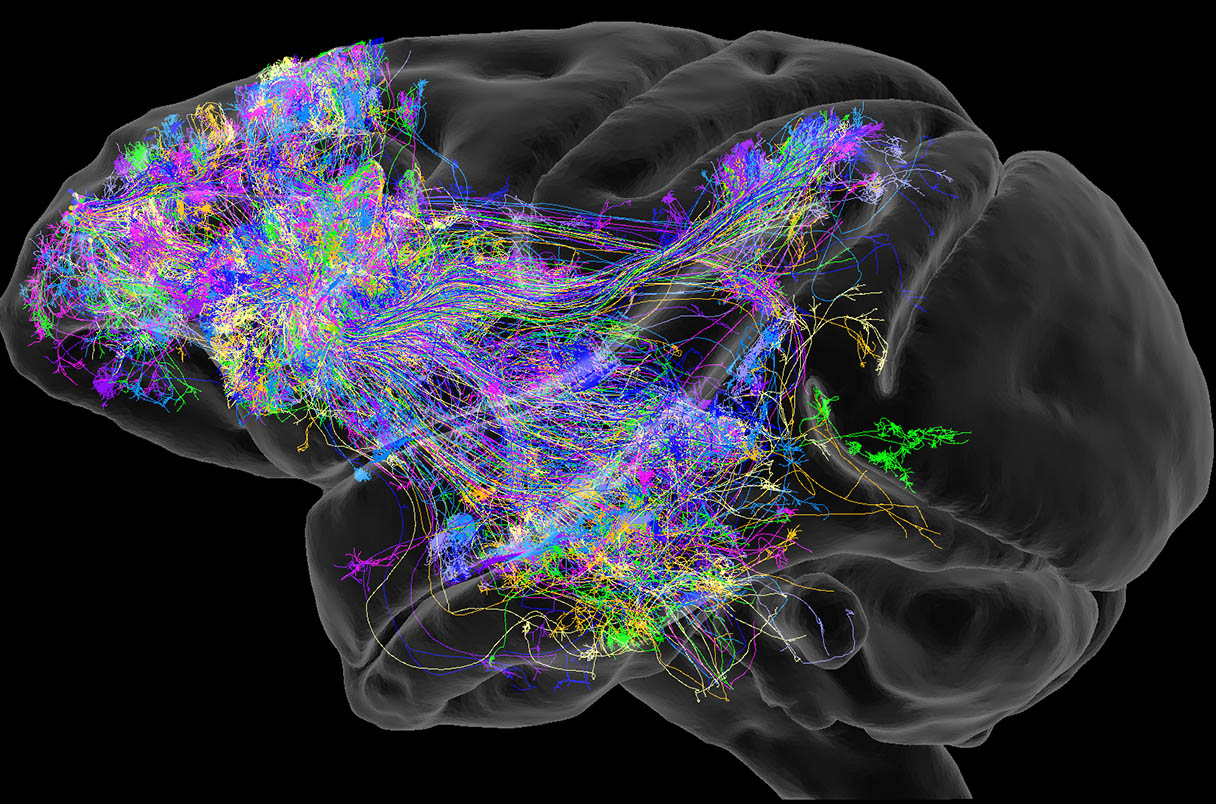 Dense colored projection pathways rendered inside a primate brain