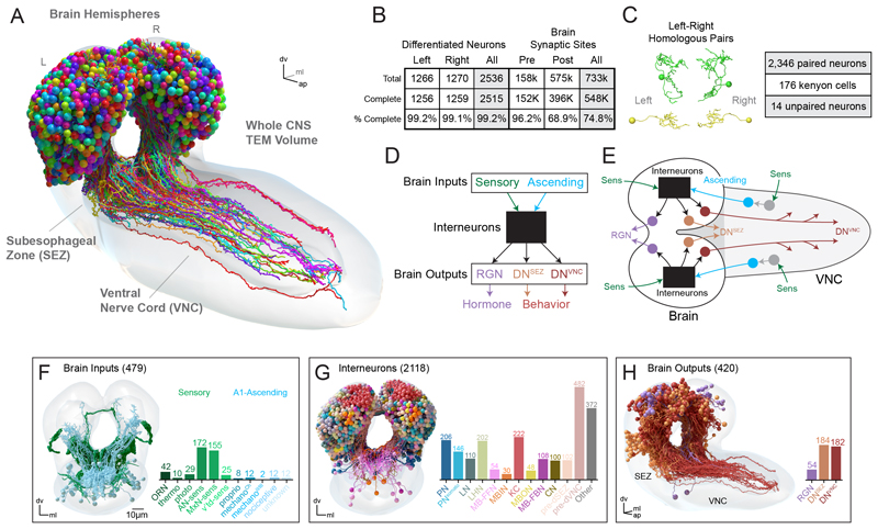 Complete Drosophila larva brain reconstruction with neurons colored by class